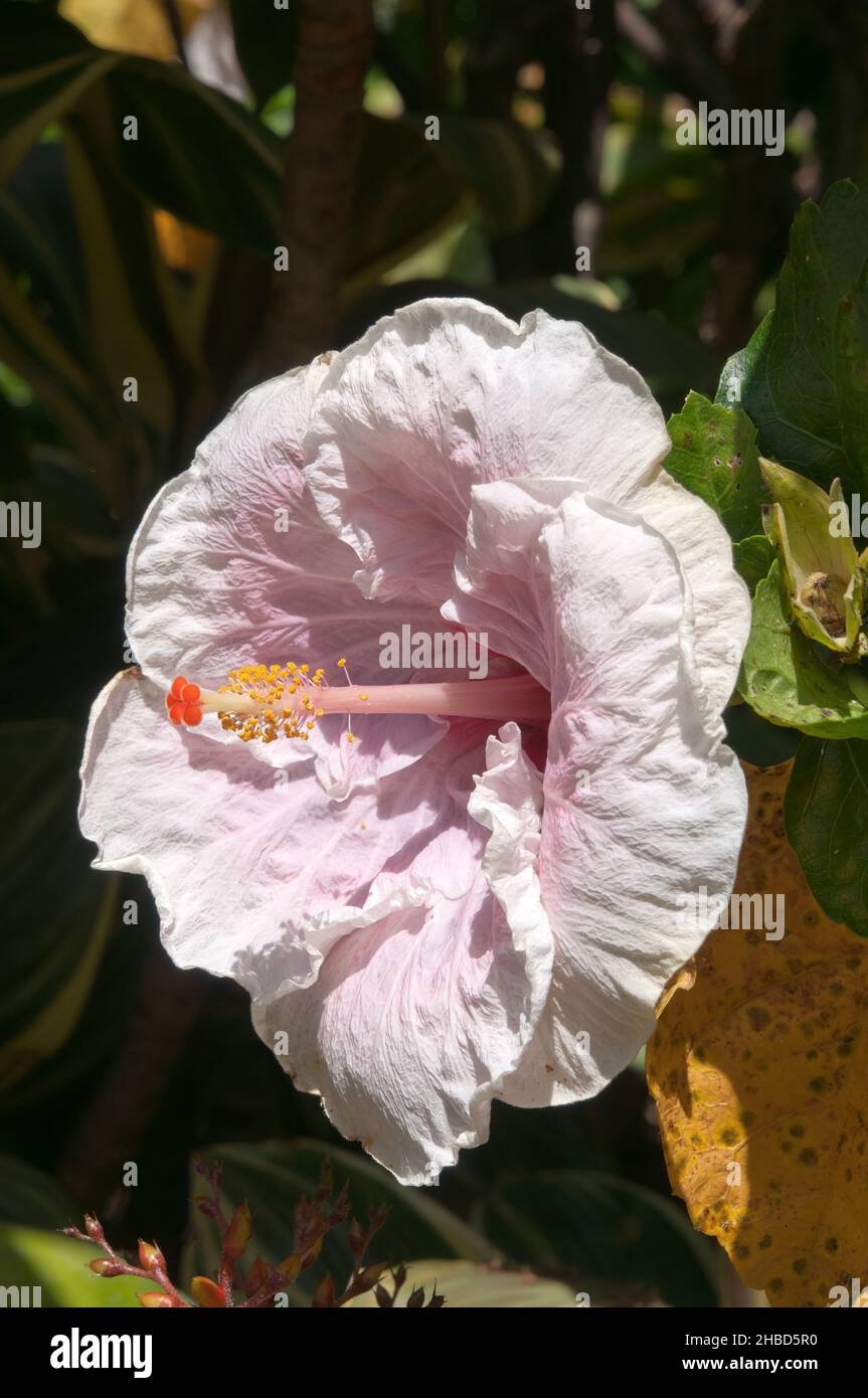 Sydney Australia, fiore di ibisco rosa pallido al sole Foto Stock