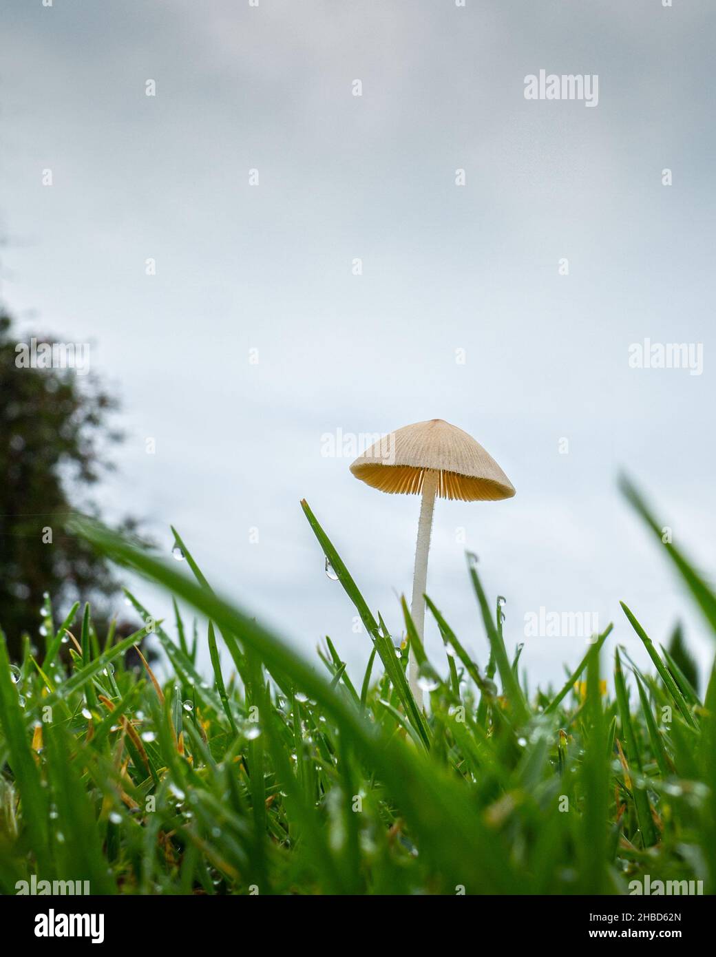 Immagine ravvicinata di un fungo selvatico che si schiocca nel prato del cortile anteriore dopo un incantesimo piovoso ad Auckland. Formato verticale. Foto Stock