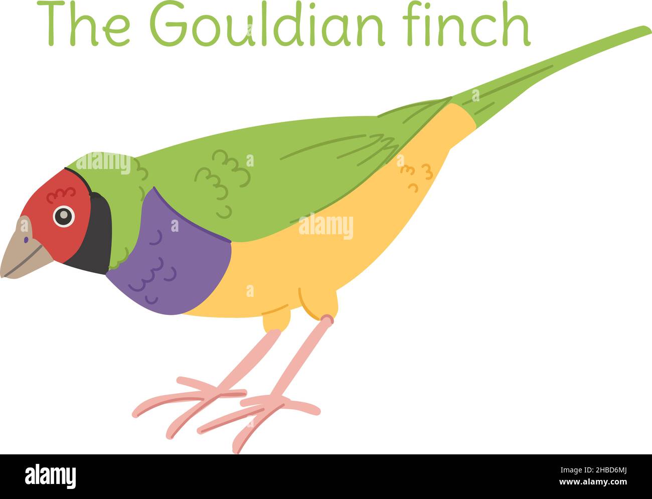 il finch gouldiano è in piedi. Uccello australiano in uno stile semplice. Illustrazione vettoriale piatta isolata su sfondo bianco. Illustrazione Vettoriale