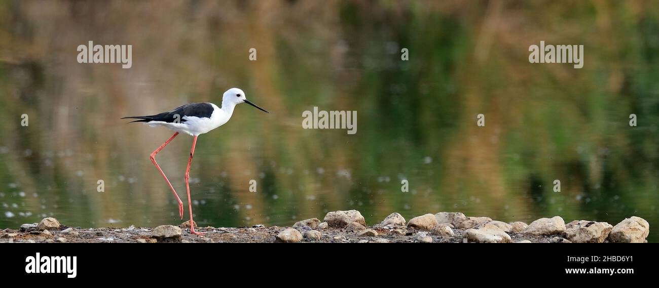 Palafitte ad alare nera che cammina su un isolotto laghetto, sfondo specchio d'acqua Foto Stock