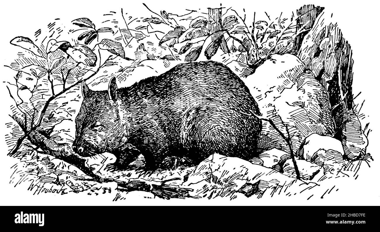 Wombat, , W[alter] Heubach (libro zoologico, 1928), Wombat, Wombat Foto Stock