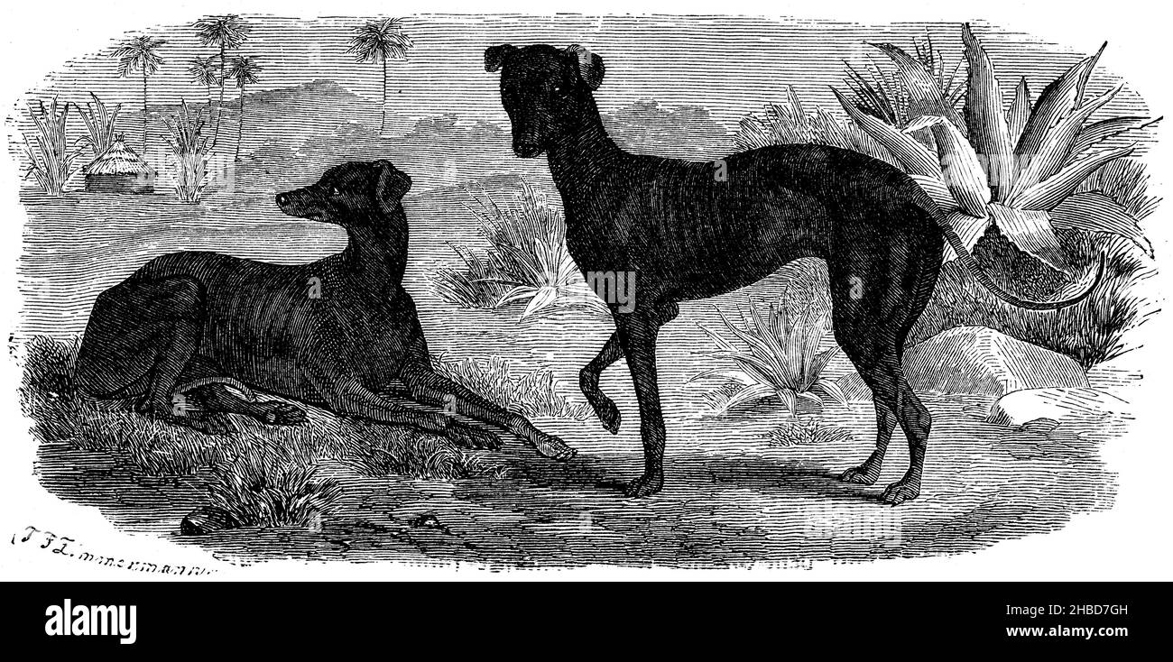 Cane africano, , T.F. Zimmermann (libro zoologico, 1870), Afrikanischer Hund, Chien afrricain Foto Stock