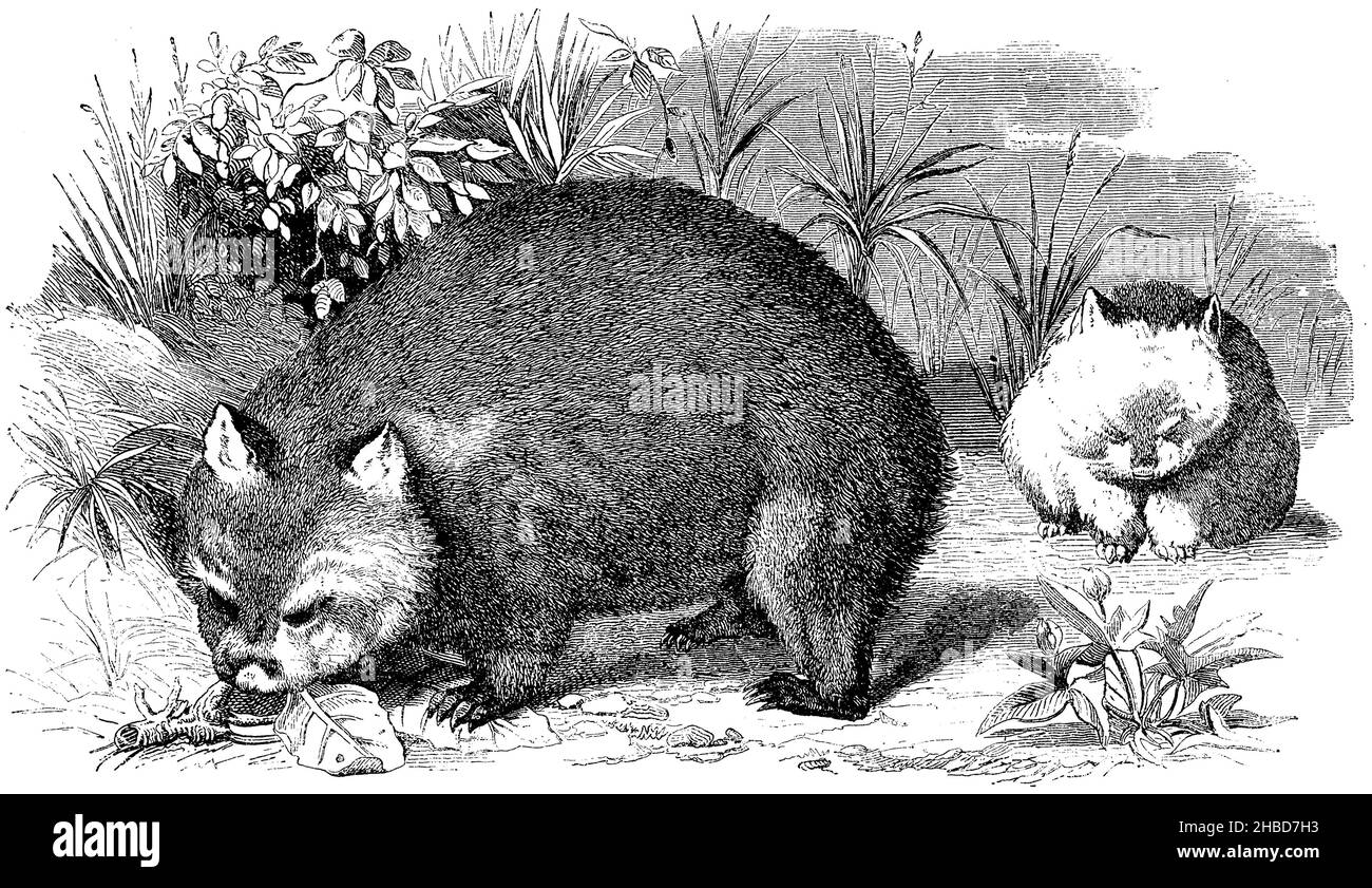 Wombat, mouse marsupiale, , anonima (libro zoologico, 1870), Wombat, Beutelmaus, Wombat, souris marsupiale Foto Stock