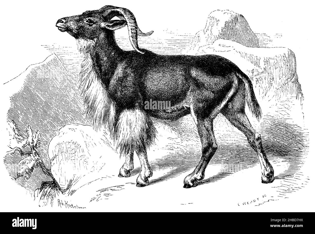 Pecore africane, , Rob[ert] Kretschmer und C. Wendt (libro zoologico, 1870), Afrikanisches Mähnenschaf, Mouton à crinière africain Foto Stock