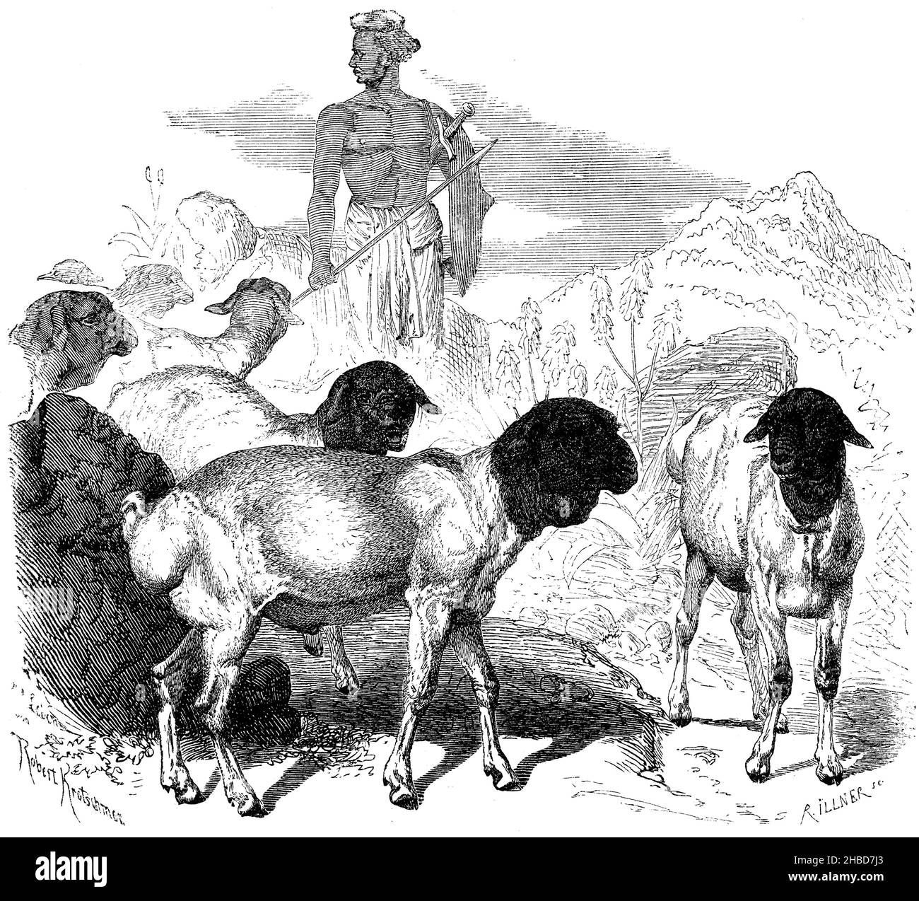 Pecora grassa persiana, , Robert Kretschmer und R. Illner (libro zoologico, 1870), Persisches Fettsteißschaf, Mouton gras de Perse Foto Stock