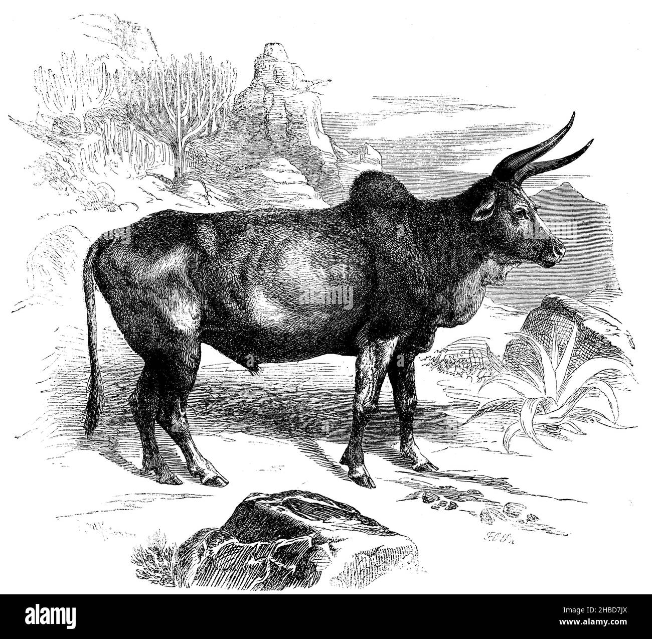 African humped ox, , R[obert] Kretschmer und F.O. S[chmid} (libro zoologico, 1870), Afrikanischer Buckelochse, Bœuf à bosse afrricain Foto Stock