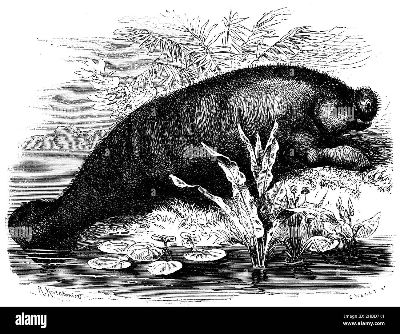 Lamantine, lamantine, lamantine, , R[obert] Kretschmer und C. Wendt (libro zoologico, 1870), Schmalschnäuzige Lamantin, Seekuh, Manati, Lamantin à nez étroit, vache marino, lamantin Foto Stock