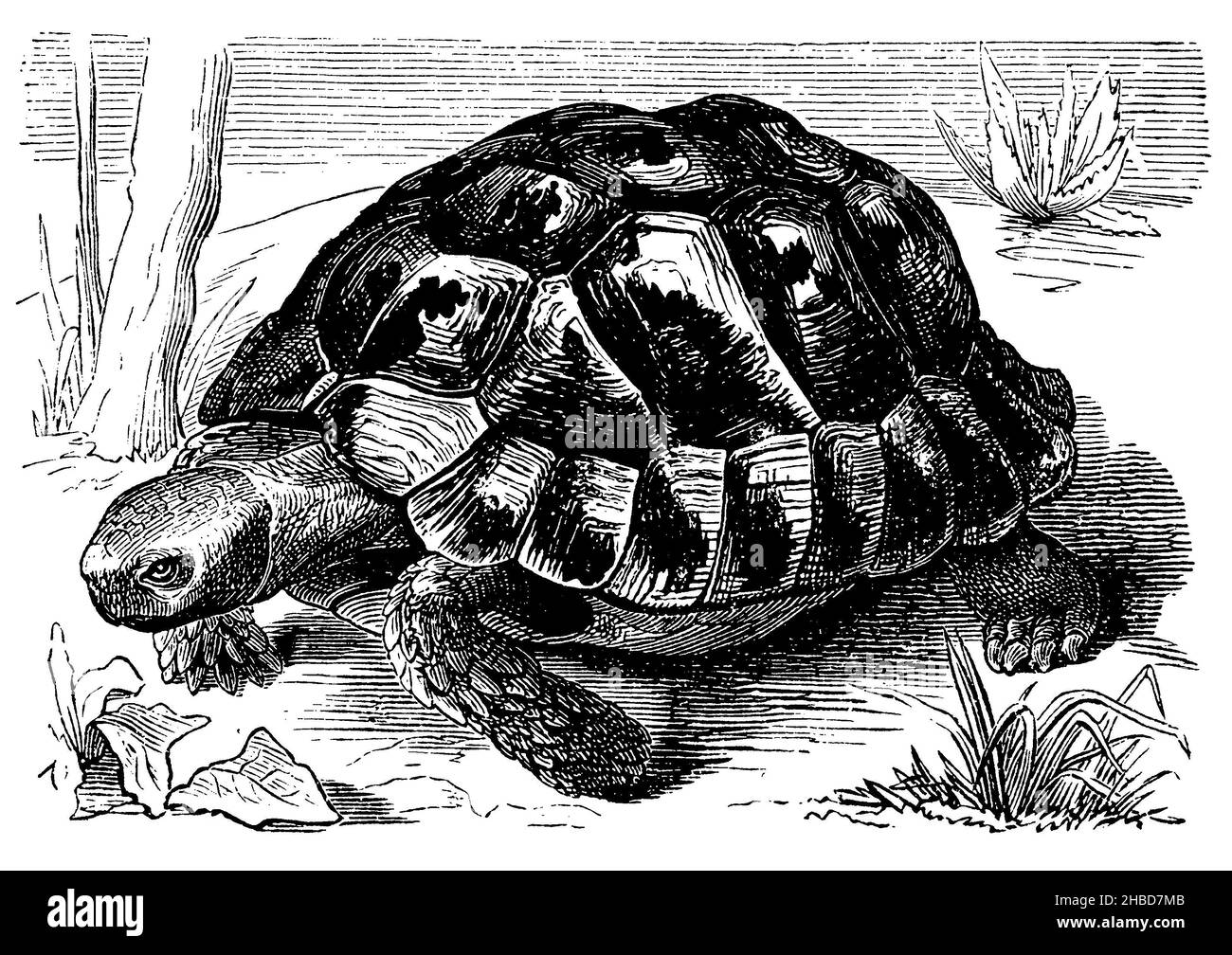Seepolyp, , Anonym (libro zoologico, 1889), Seepolyp, Polype marin Foto Stock