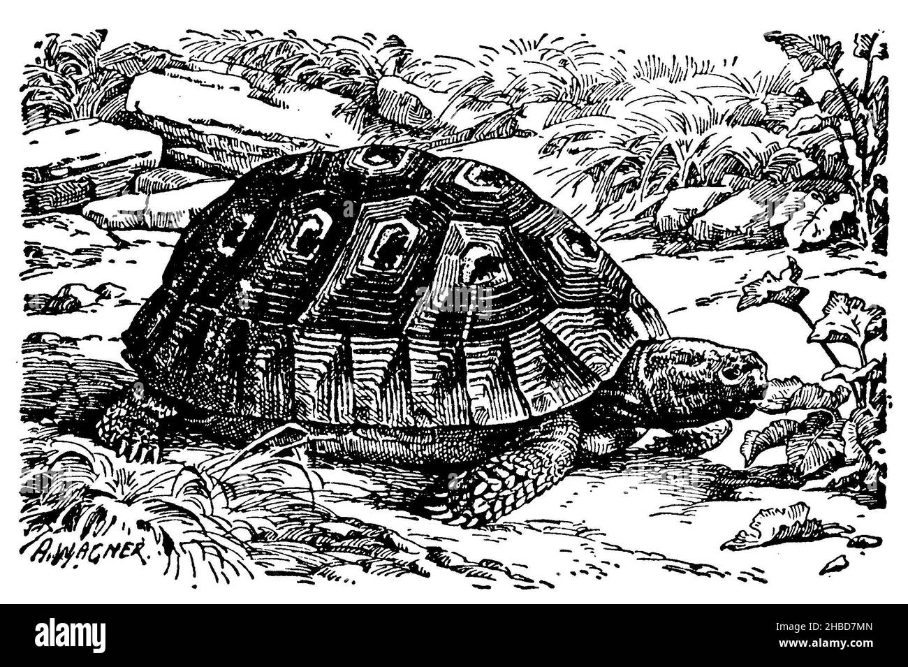 Tartaruga di terra greca, A. Wagner (libro zoologico, 1928), Griechische Landschildkröte, Tortue grecque Foto Stock