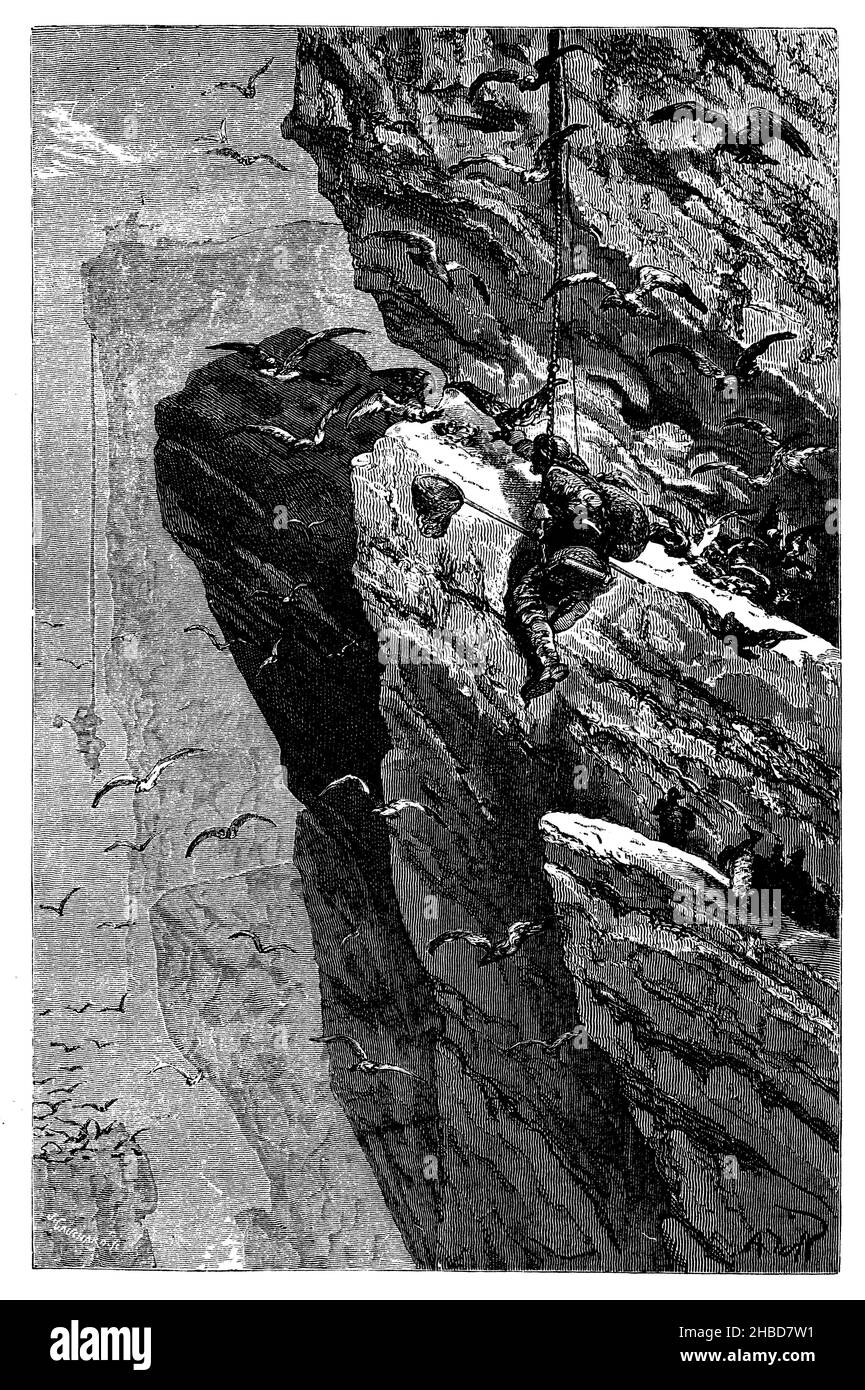 Catture di uccelli marini nelle Isole Faroe o nelle Isole pecore danesi nell'Oceano Atlantico, J. Gauchard (libro zoologico, 1873), Fang von Seevögeln auf den Faröern oder dänischen Schafinseln im Atlantischen Ozean, Capture d'oiseaux de mer dans les Îles Féroé ou les Îles danoises à moutons dans l'océan Atlantique Foto Stock