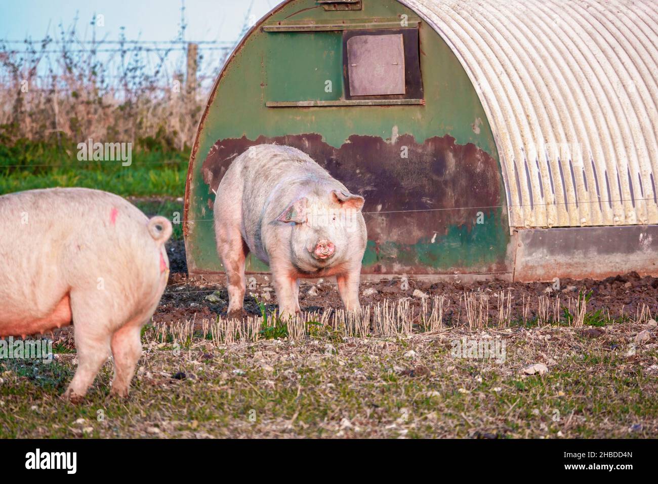 La landrace olandese semina maiale nel tardo pomeriggio luci al tramonto, si vaga sulla sua penna free range, Wiltshire UK Foto Stock