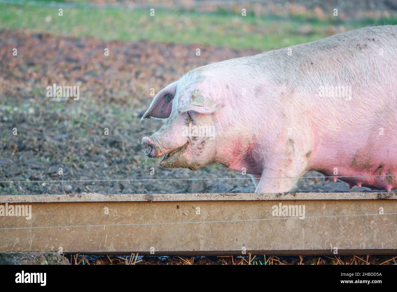 La landrace olandese semina maiale nel tardo pomeriggio luci al tramonto, si vaga sulla sua penna free range, Wiltshire UK Foto Stock