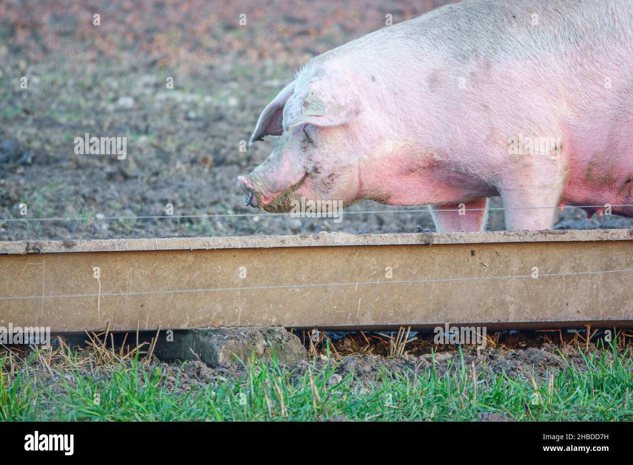 La landrace olandese semina maiale nel tardo pomeriggio luci al tramonto, si vaga sulla sua penna free range, Wiltshire UK Foto Stock