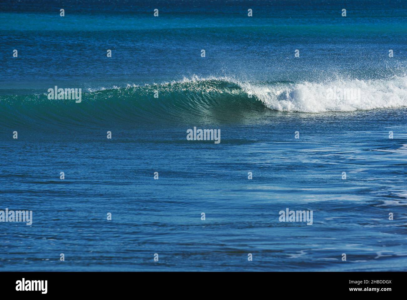 Una sola onda di mare ricci in acqua calma Foto Stock
