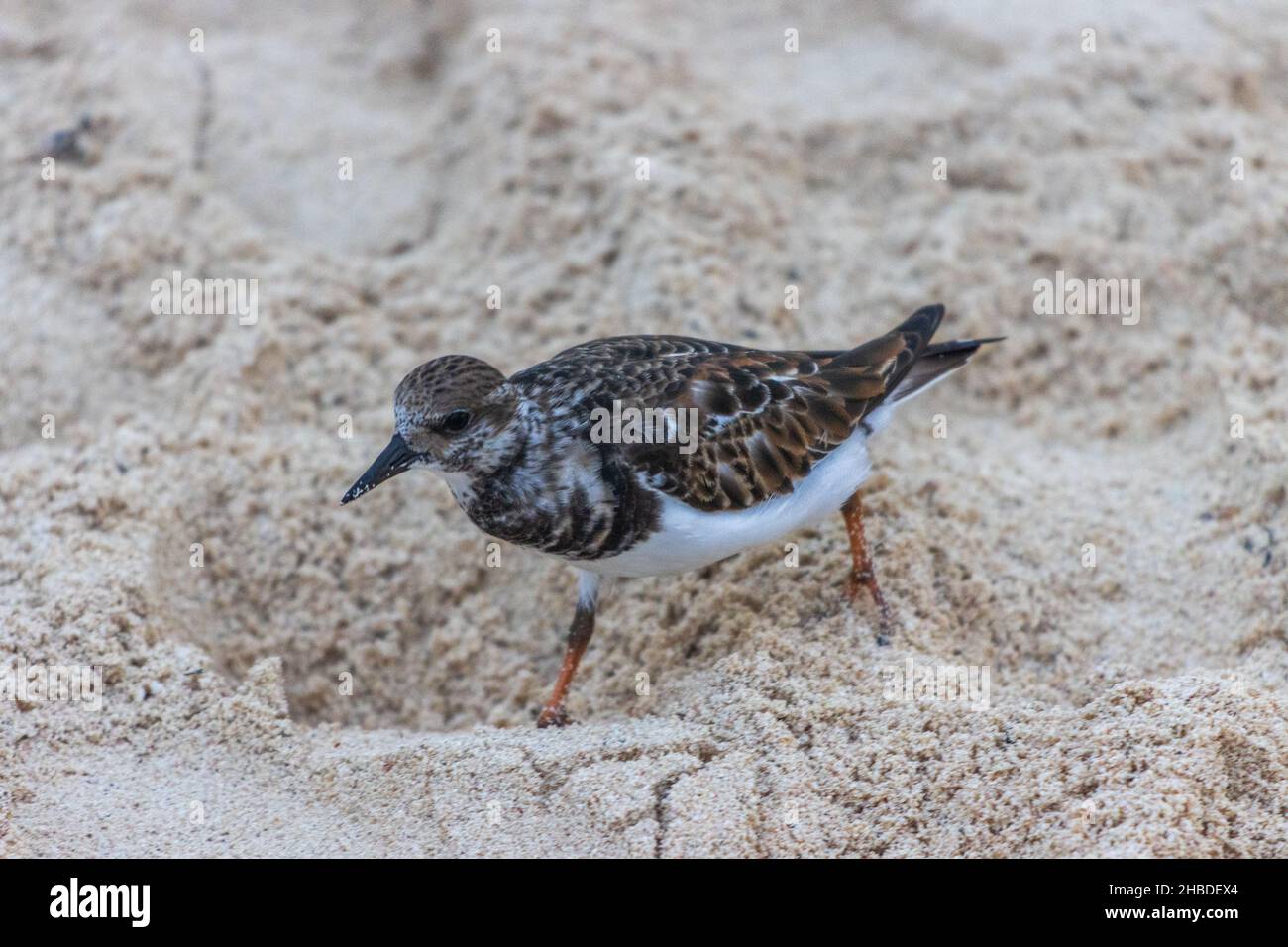 Un'angolatura alta di un piccolo uccello con un becco affilato che cammina sulla sabbia Foto Stock