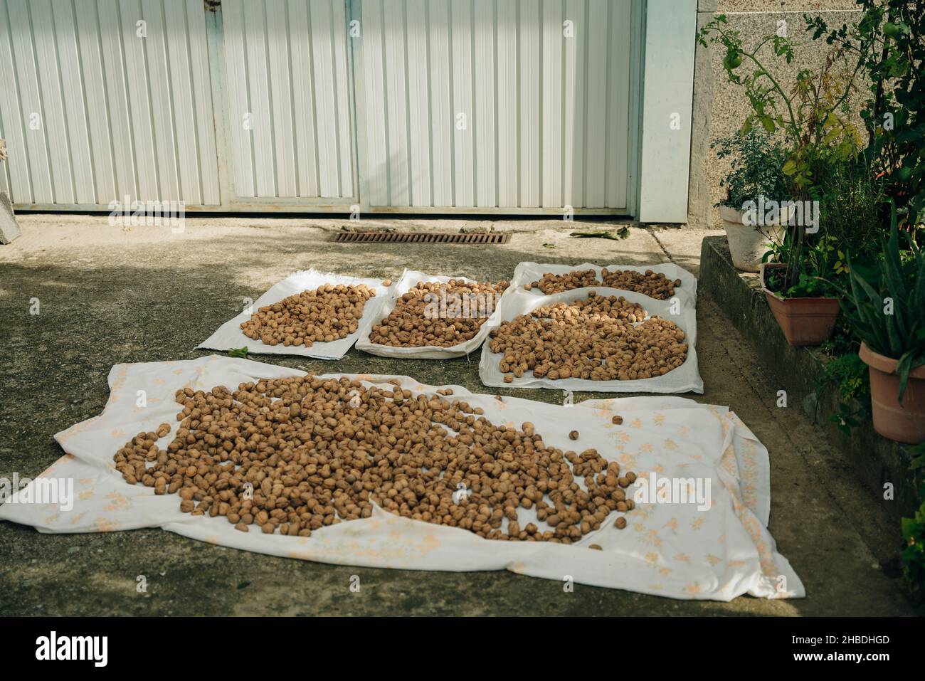 noci fresche e deliziose appoggiate sul terreno per asciugare. Foto di alta qualità Foto Stock