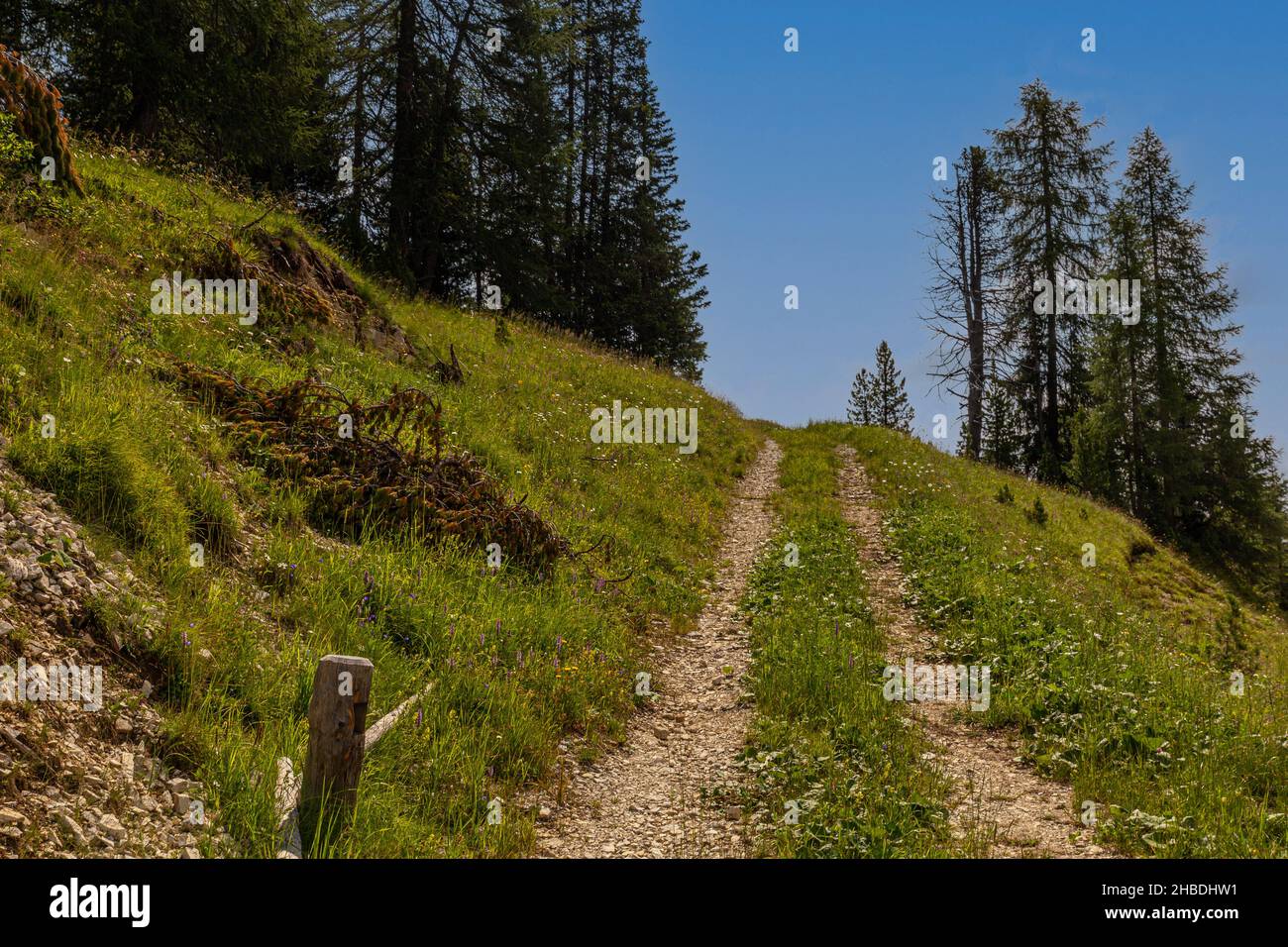 Paesaggi, boschi, stradine delle Alpi dolomitiche Foto Stock