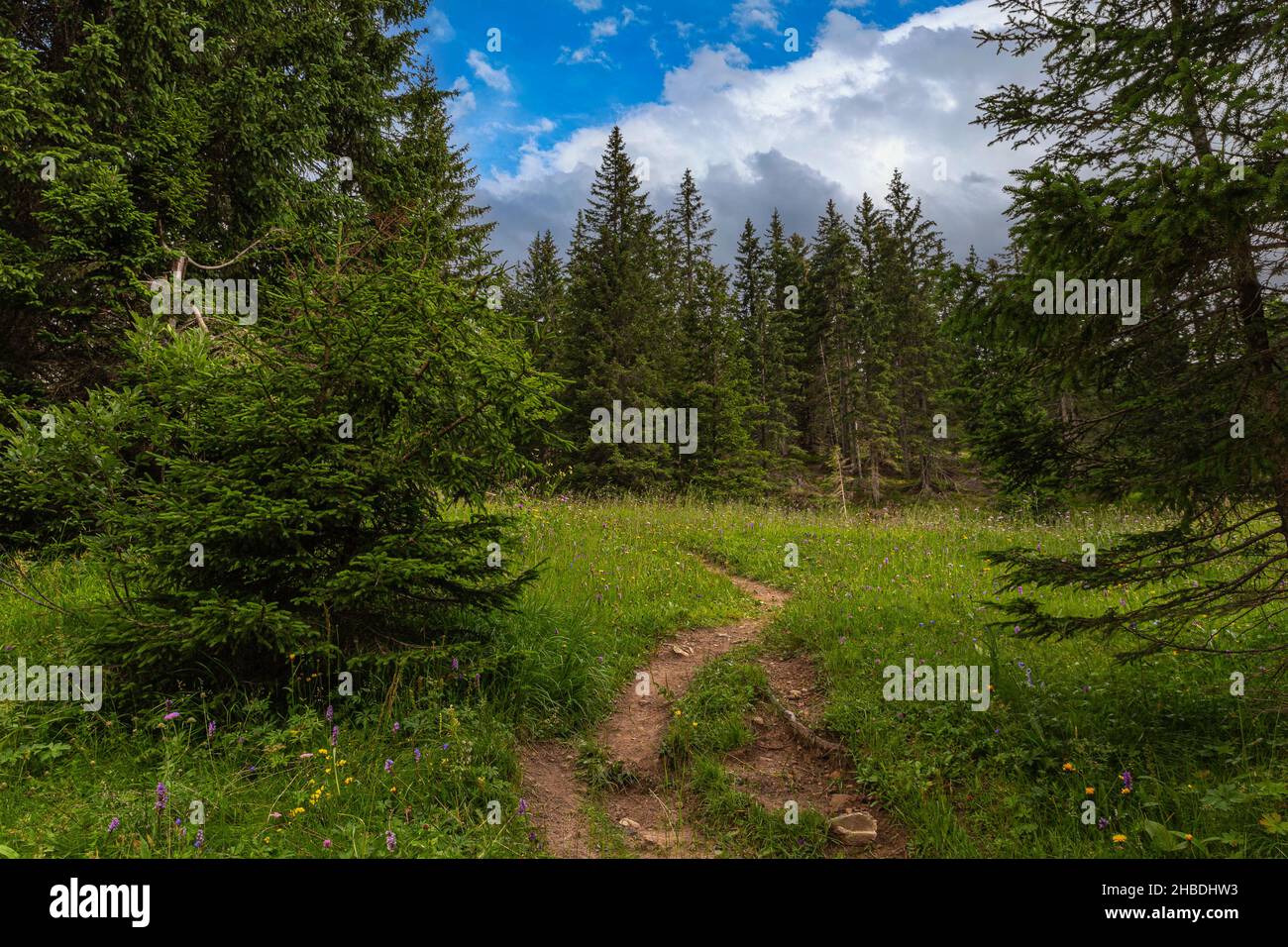 Paesaggi, boschi, stradine delle Alpi dolomitiche Foto Stock