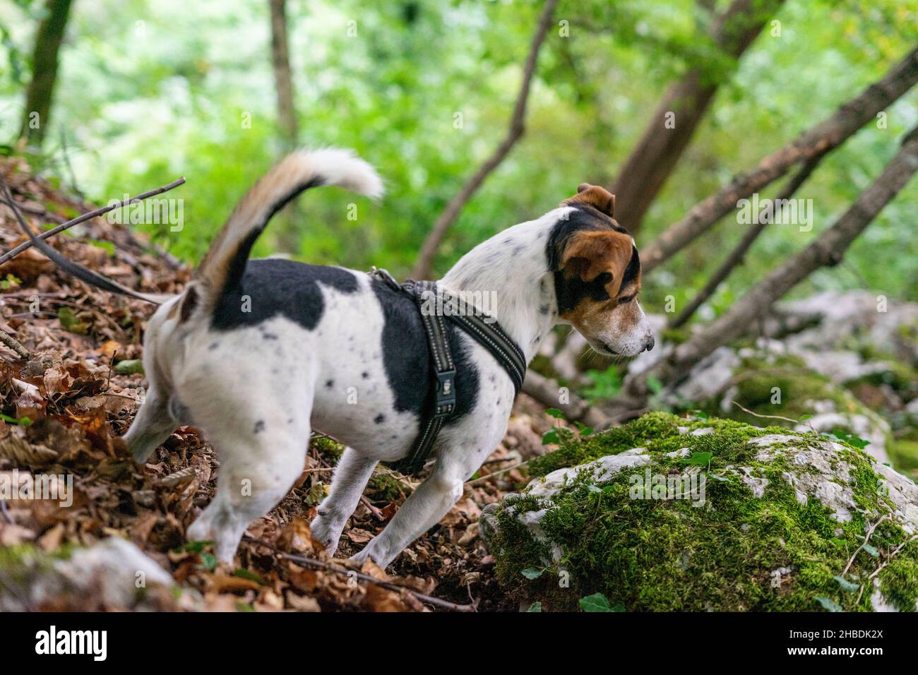 jack russel cane su un guinzaglio in una foresta Foto Stock