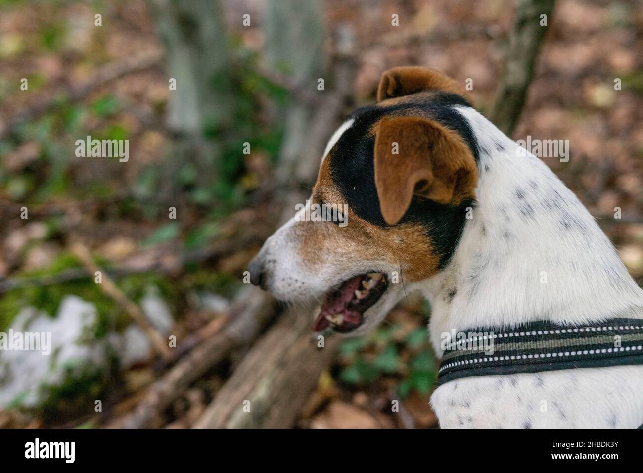 jack russel cane su un guinzaglio in una foresta Foto Stock