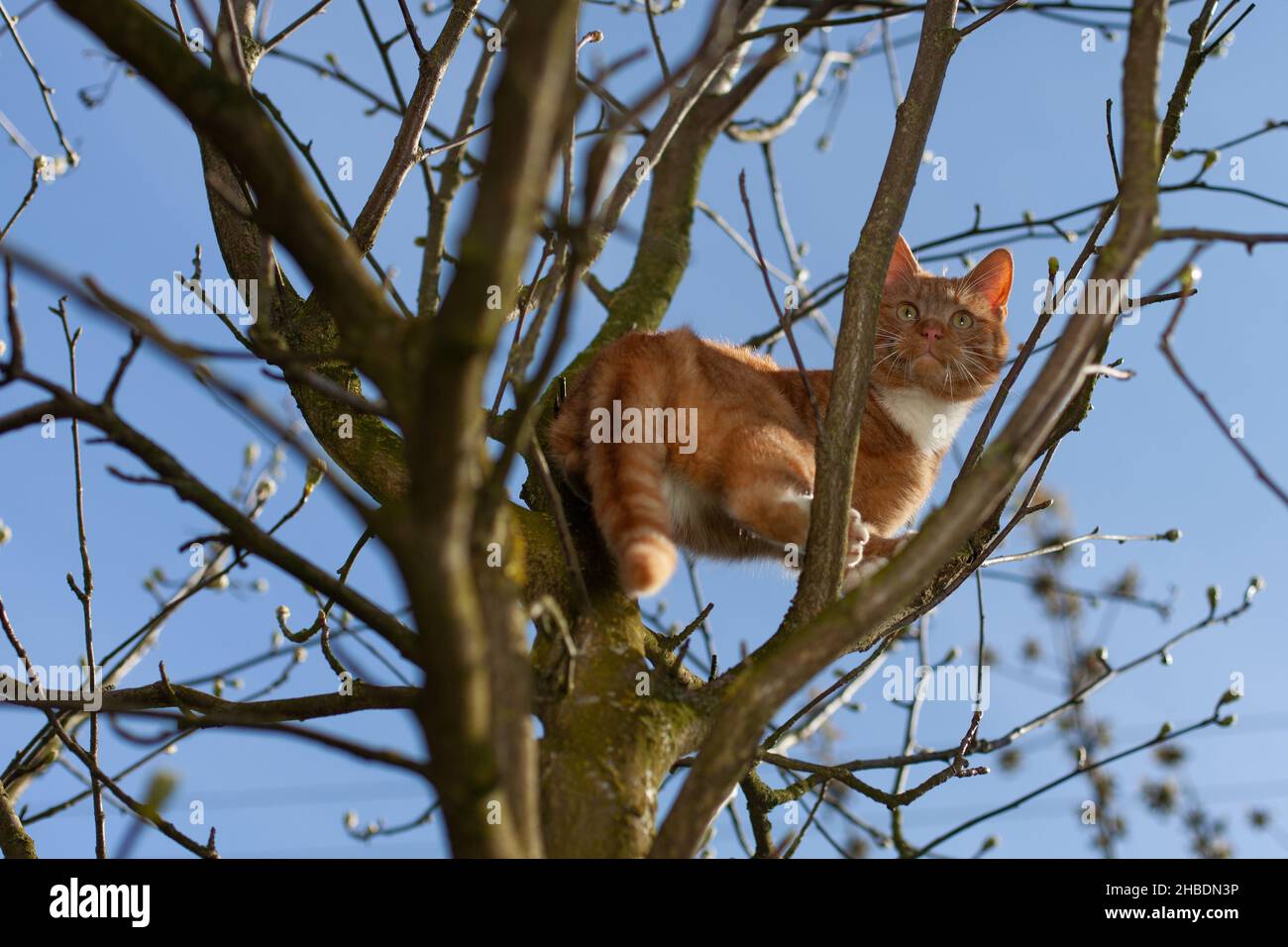 Carino gattino rosso sull'albero. Scatto dal basso. Foto Stock
