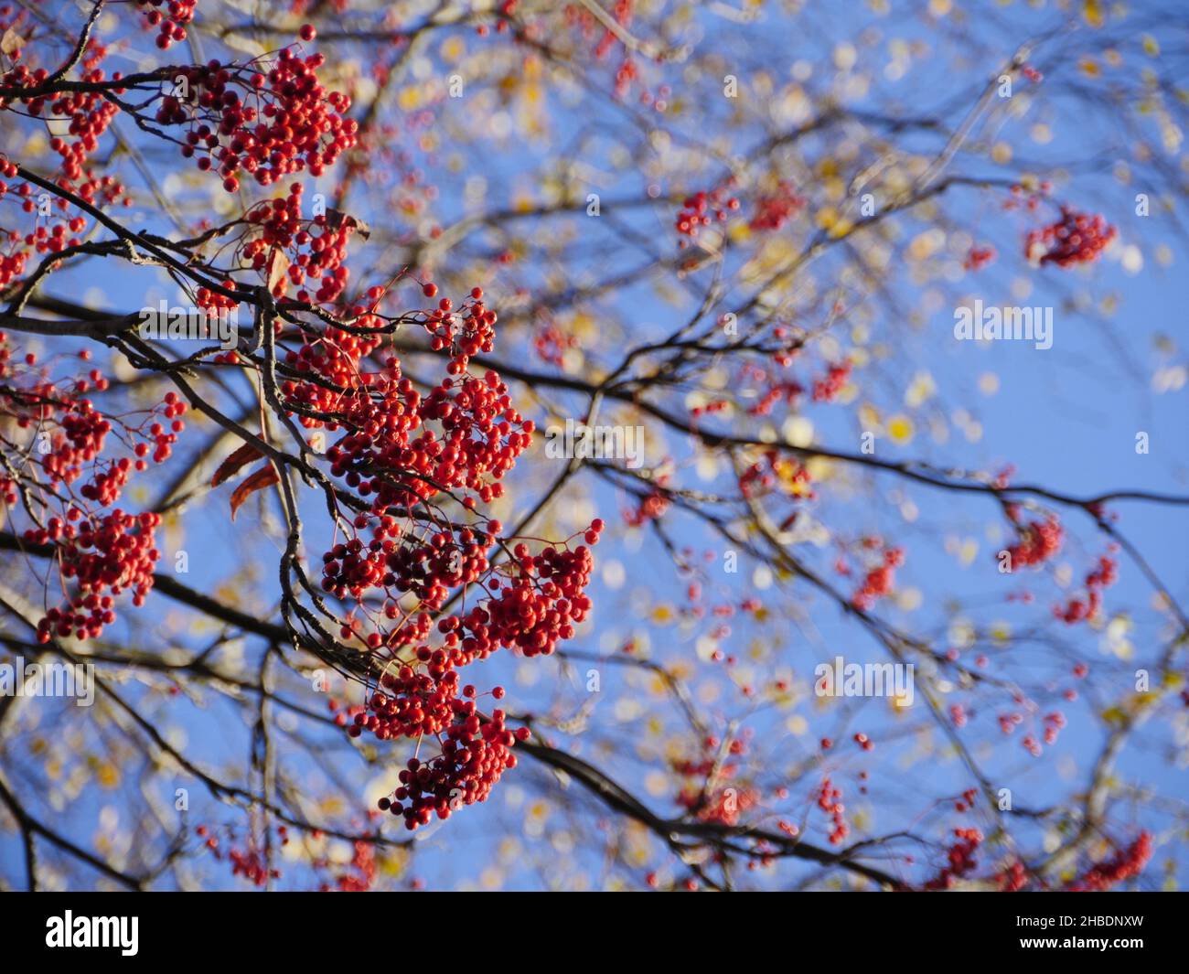 bacche rowan rosse mature su rami in autunno contro un cielo blu Foto Stock