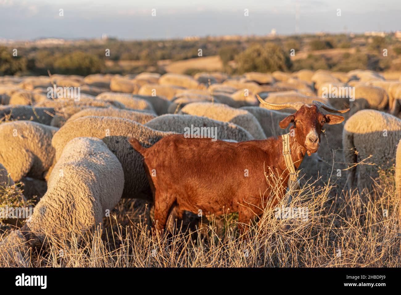 Capra tra le pecore nel campo guardando la macchina fotografica Foto Stock
