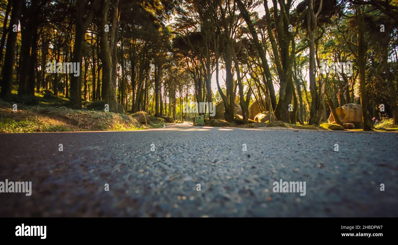 Strada in una foresta con i raggi del sole che splende tra gli alberi. Foto Stock