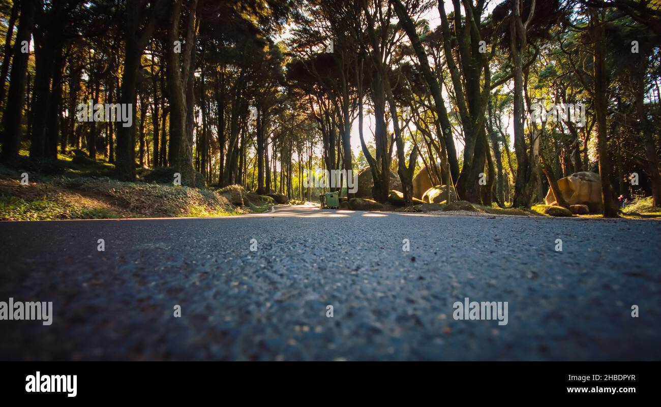Strada in una foresta con i raggi del sole che splende tra gli alberi. Foto Stock