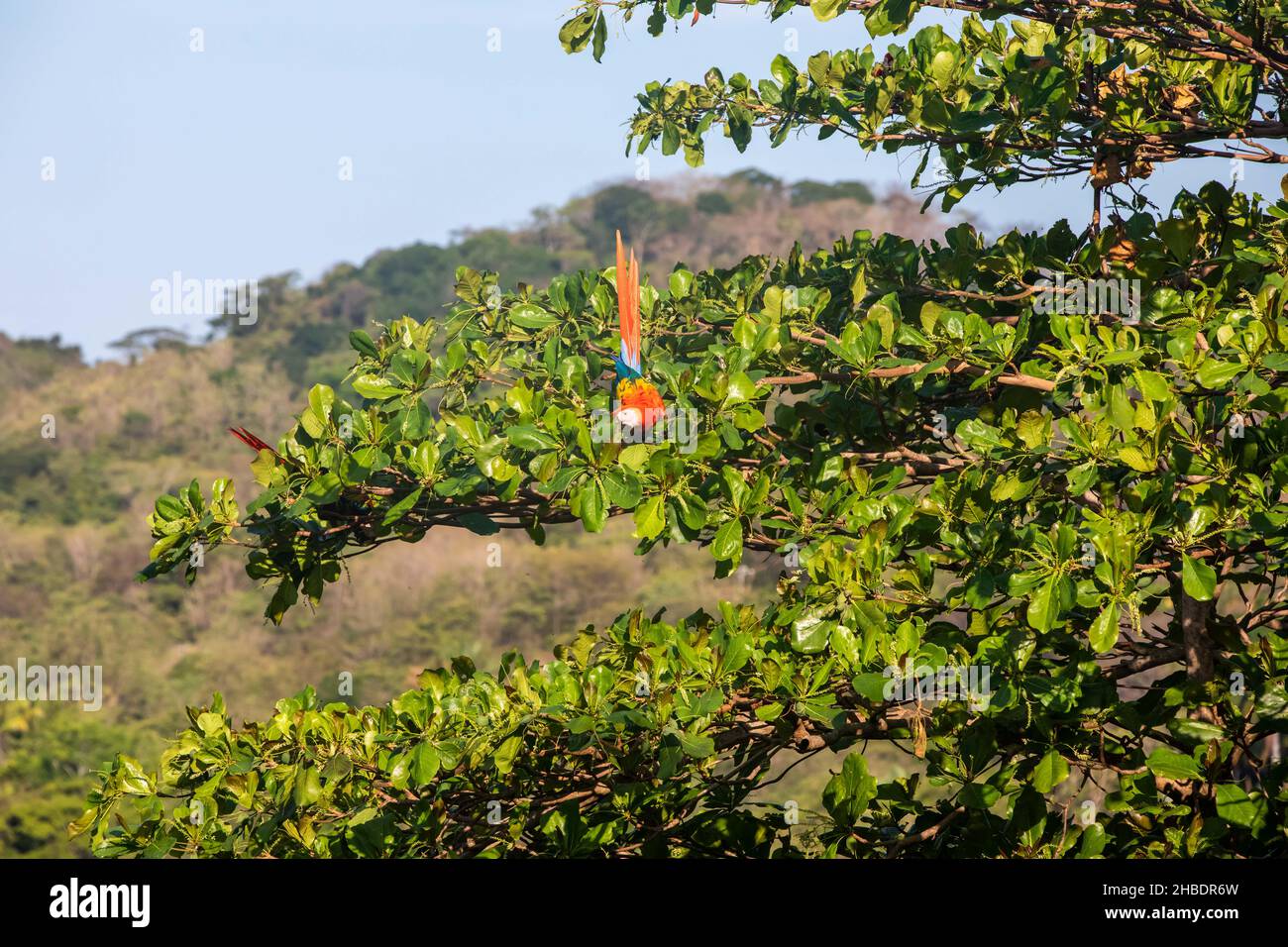 Scarlatto macaws (Ara macao) grandi pappagalli rossi, gialli e blu centrocastra e sudamericana sopra la tettoia dell'albero in Guanacaste, Costa Rica Foto Stock