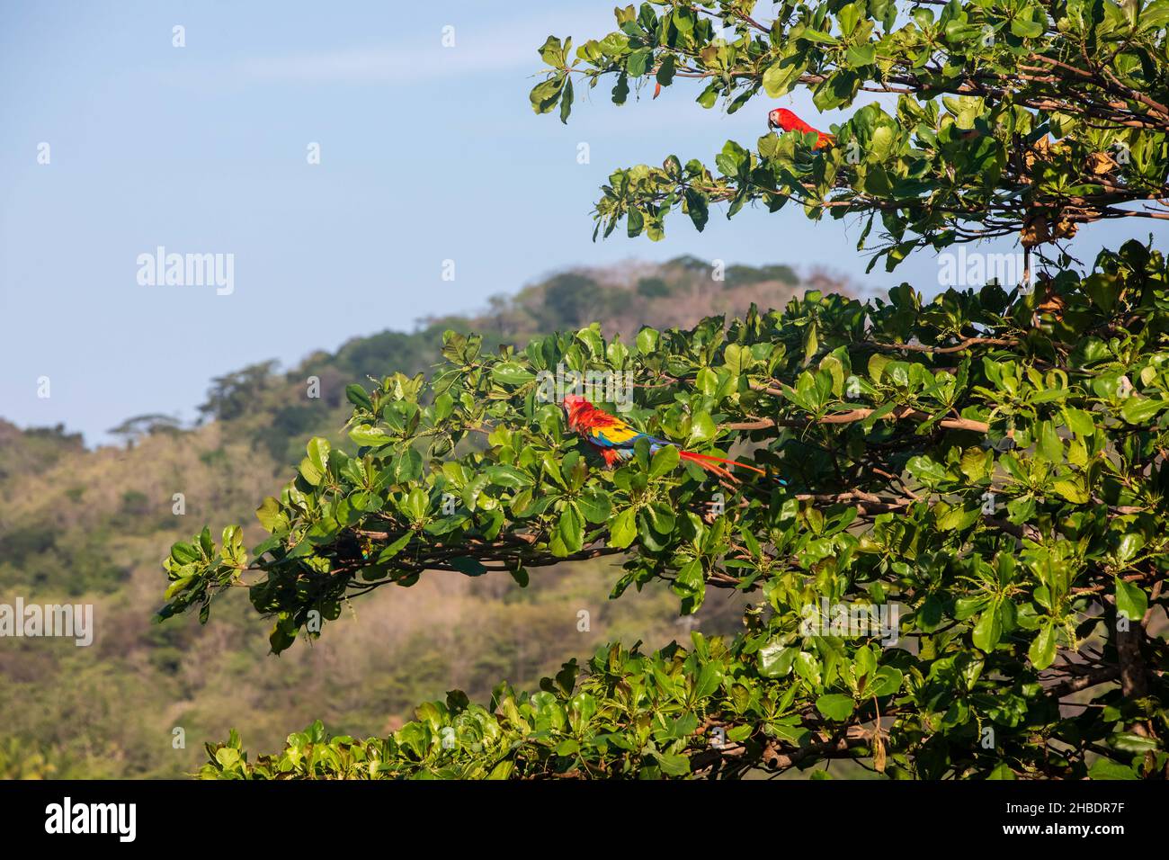 Scarlatto macaws (Ara macao) grandi pappagalli rossi, gialli e blu centrocastra e sudamericana sopra la tettoia dell'albero in Guanacaste, Costa Rica Foto Stock