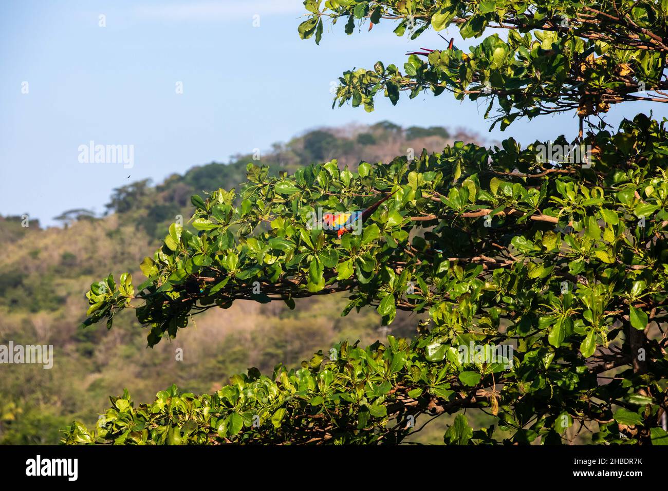 Scarlatto macaws (Ara macao) grandi pappagalli rossi, gialli e blu centrocastra e sudamericana sopra la tettoia dell'albero in Guanacaste, Costa Rica Foto Stock