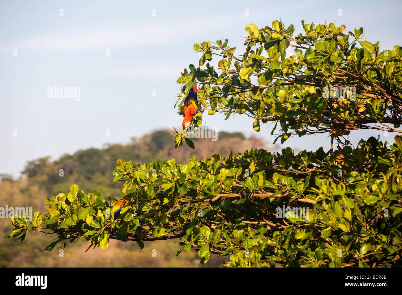 Scarlatto macaws (Ara macao) grandi pappagalli rossi, gialli e blu centrocastra e sudamericana sopra la tettoia dell'albero in Guanacaste, Costa Rica Foto Stock