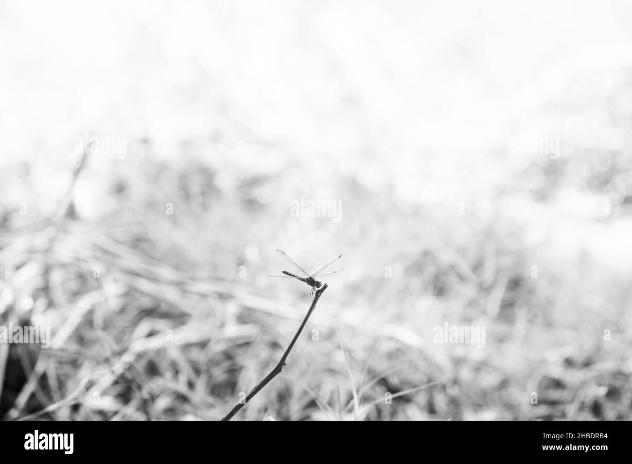 Immagine in bianco e nero di dragonfly su un ramoscello in cost Rica, su sfondo foresta pluviale Foto Stock