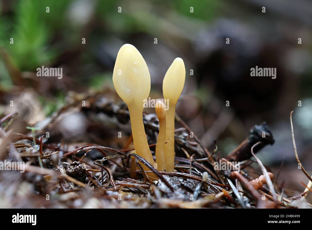 Spathularia flavida, comunemente conosciuta come la lingua gialla della terra, il ventilatore giallo, o il ventilatore della fata. Fungo selvatico dalla Finlandia Foto Stock