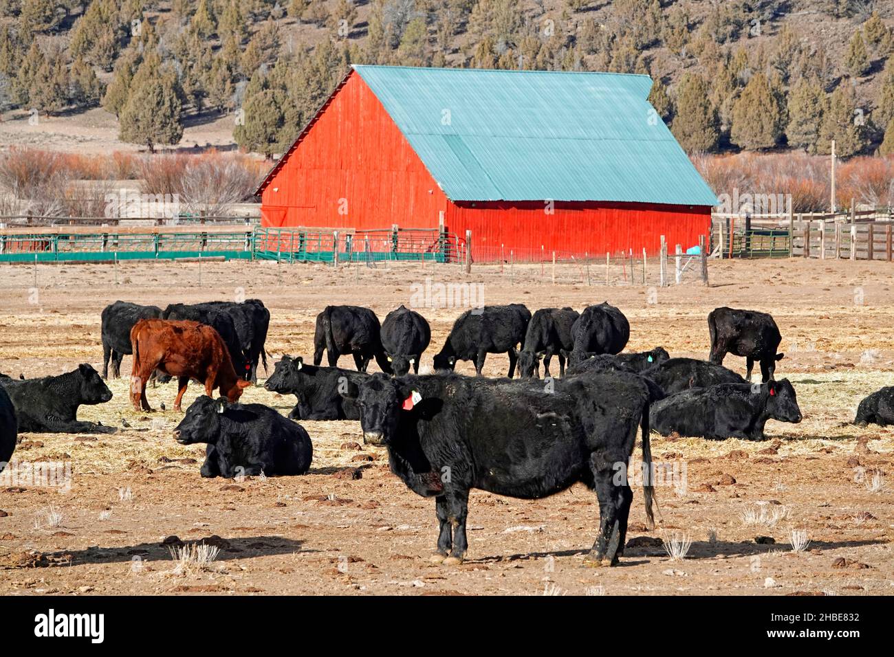 Bestiame nero Angus di fronte a un granaio rosso su un ranch bestiame vicino alla piccola città di Silver Lake, Oregon. Foto Stock