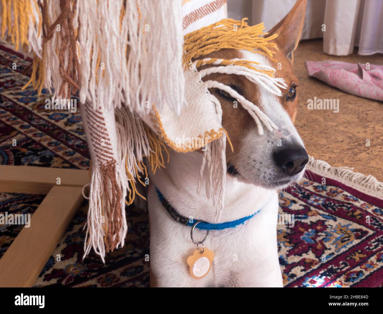 Stanco cane basenji senior nascosto sotto la sedia umana copriletto e dormire platehiding Foto Stock
