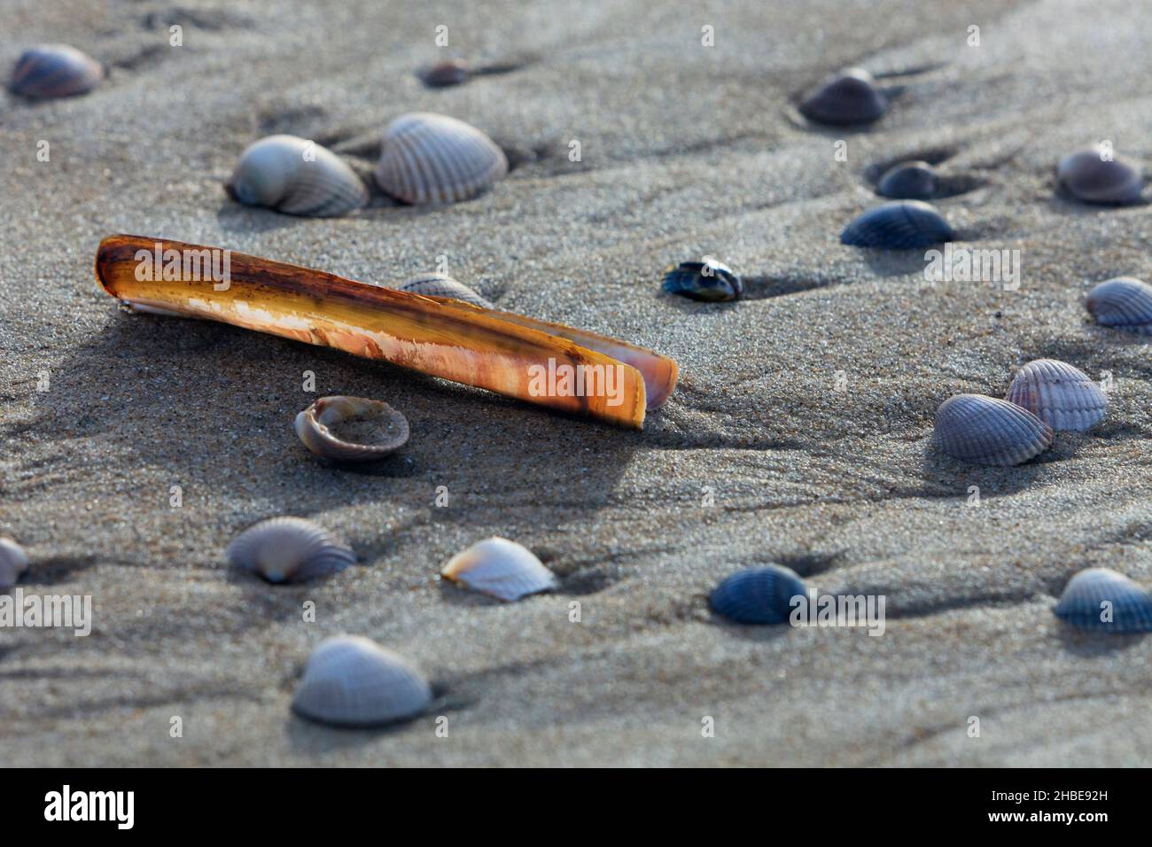 Razor shell (Ensis magnus) sdraiato sulla spiaggia con conchiglie di cockle comuni, (Cerastoderma edule), isola di Texel, Olanda, Europa Foto Stock