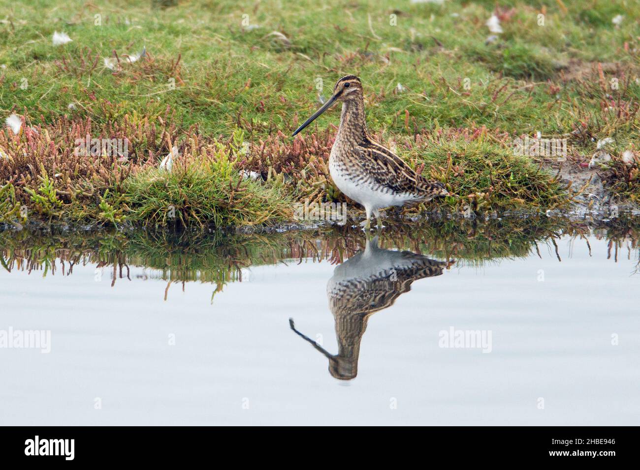 Cecchino comune, uccello migratorio, (Gallinago gallinago), in piedi in piscina, con riflessione, Autunno, isola di Texel, Olanda, Europa Foto Stock
