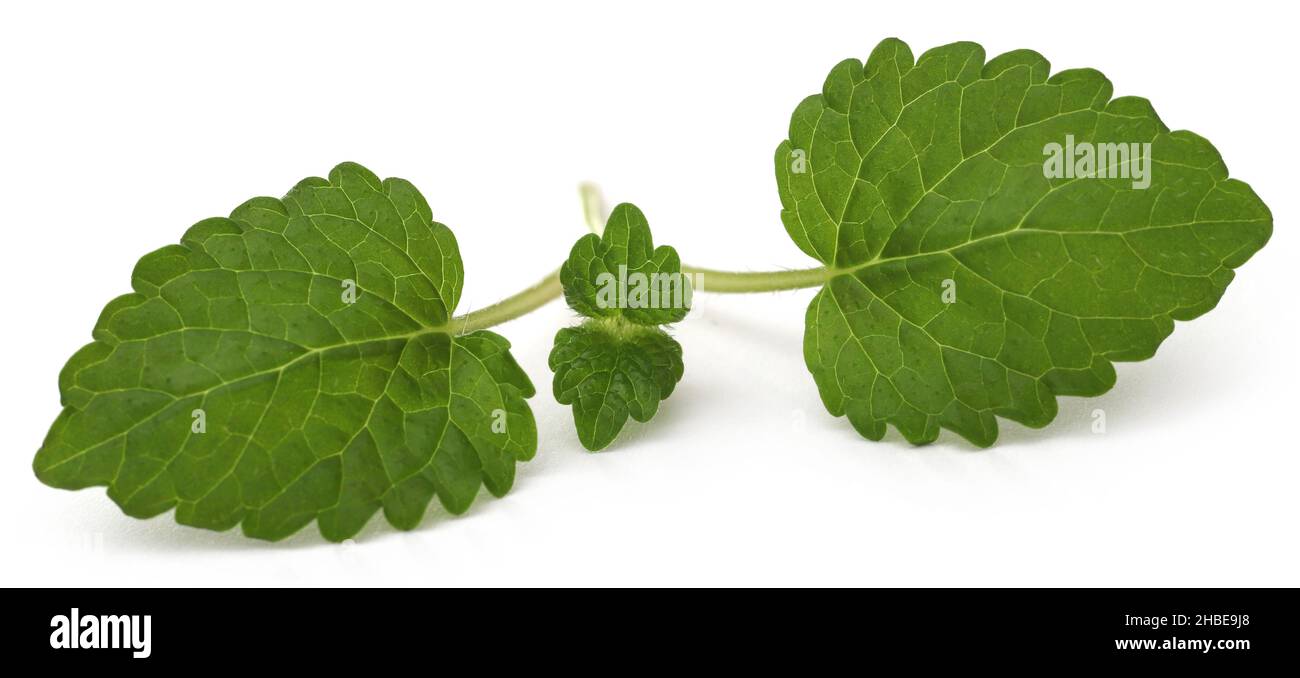 Balsamo al limone medicinale lascia su sfondo bianco Foto Stock