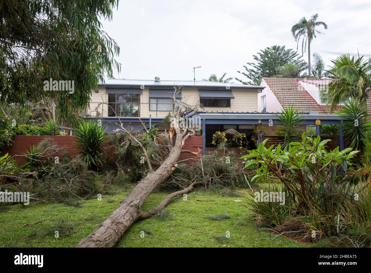 Tempeste freak attraverso le spiagge settentrionali di Sydney, albero a Narrabeen Lago cade su una casa proprietà causando danni, Sydney, NSW, Australia Foto Stock