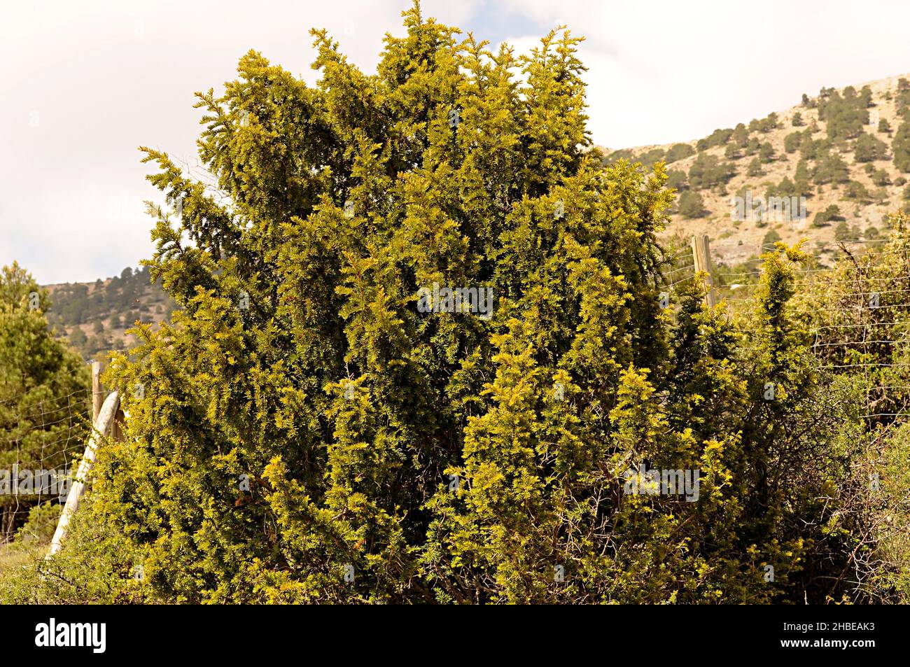 Un albero è una pianta con un gambo legnoso che si dirama ad una certa altezza dal terreno. Foto Stock