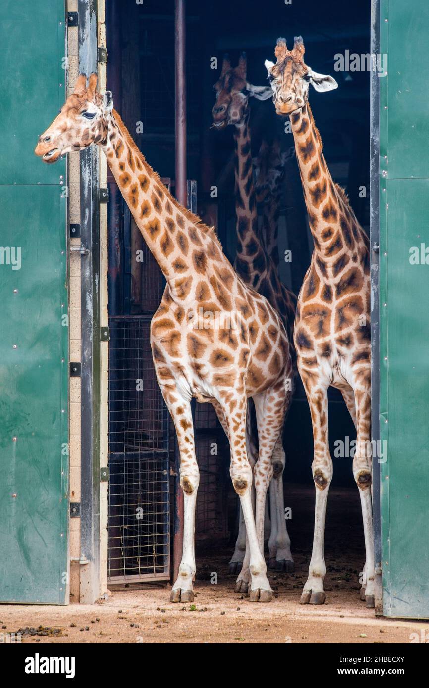 Rothschild Giraffe in cattività al Marwell Zoo, Hampshire, Inghilterra Foto Stock