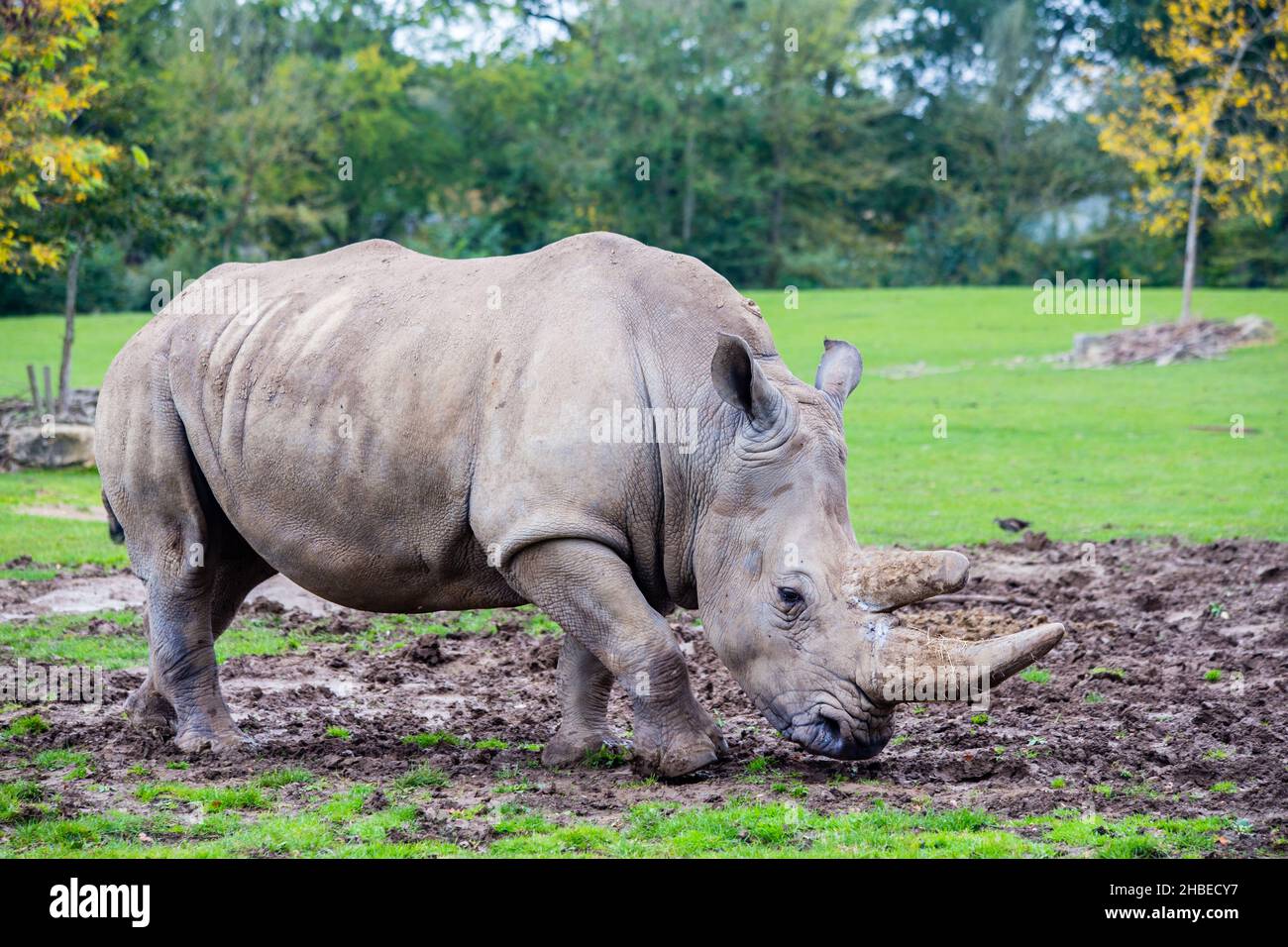 Rinoceronte bianco in cattività al Marwell Zoo, Hampshire, Inghilterra Foto Stock