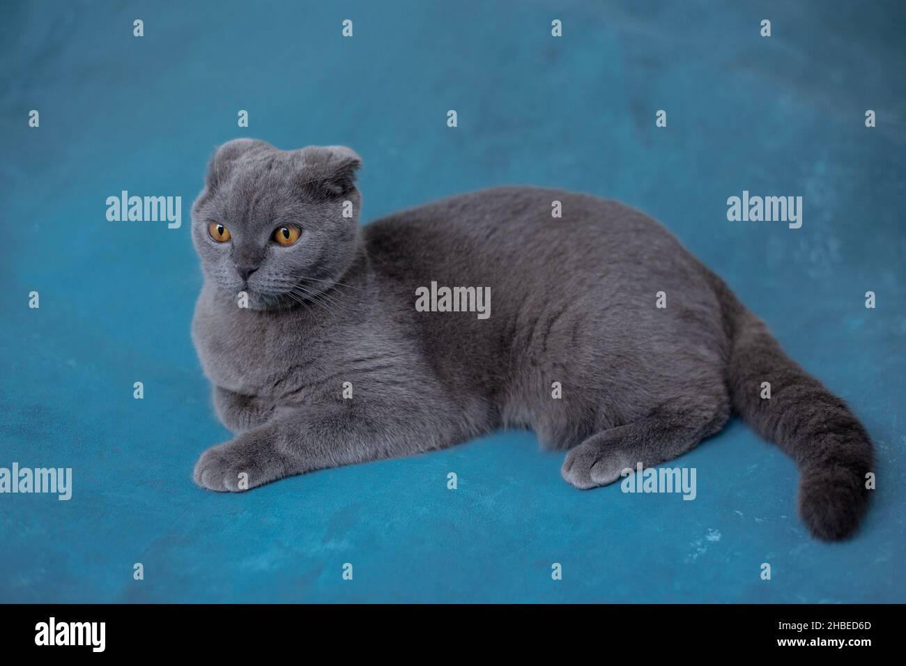 Gatto grigio scozzese su sfondo blu Foto Stock