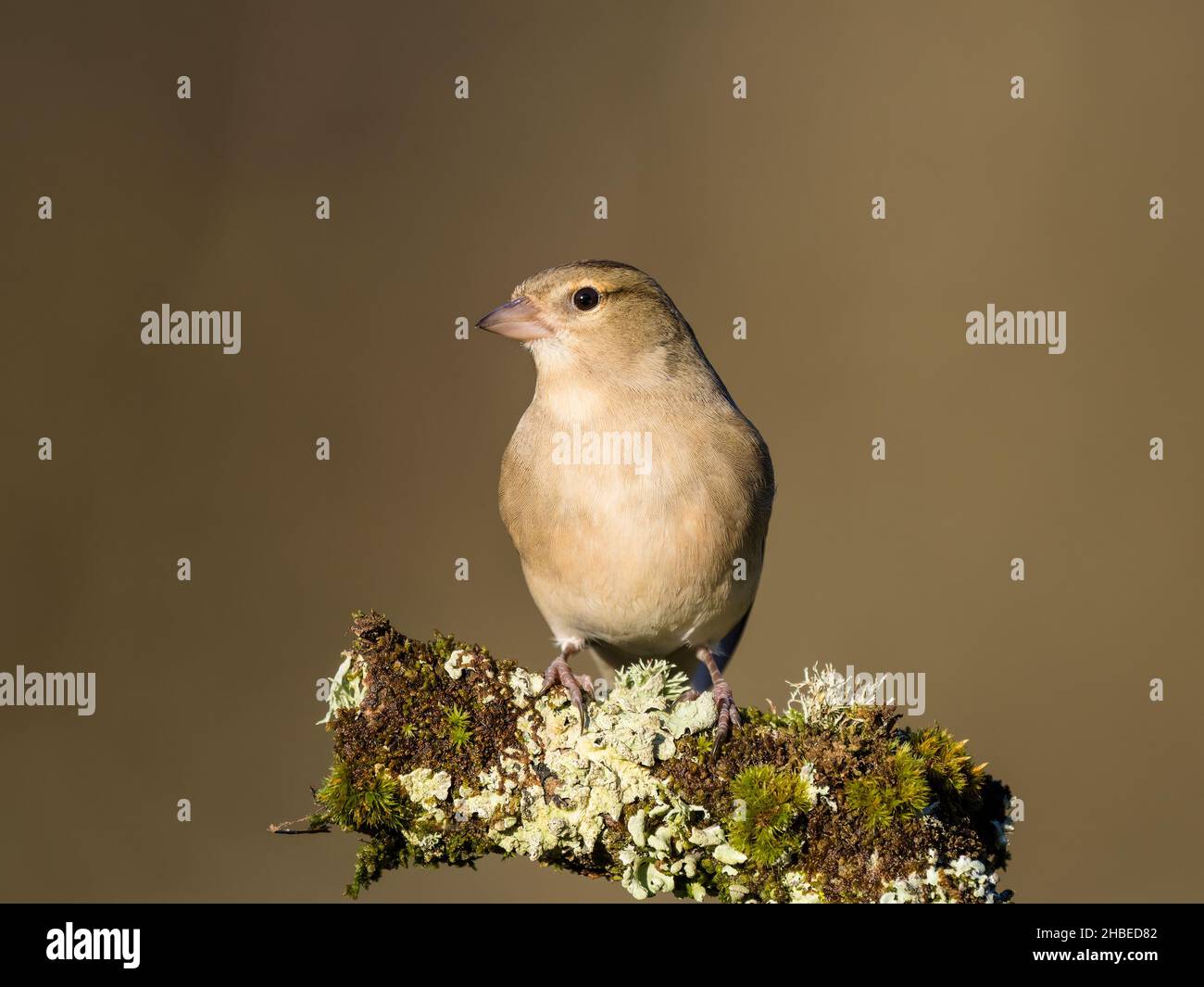 Fringuello femmina rovistando nel Galles centrale Foto Stock
