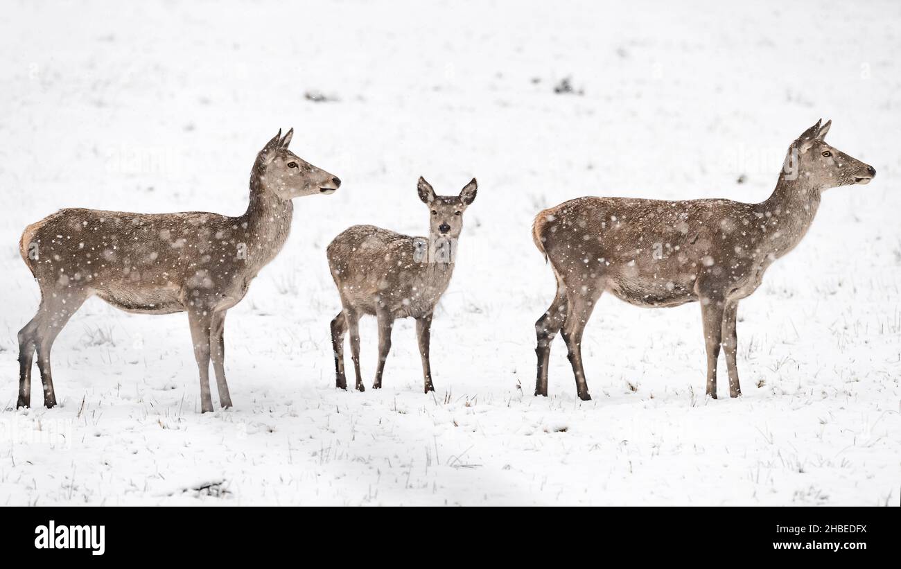 Femmine di cervo al pascolo sotto fiocchi di neve (Cervus elaphus) Foto Stock