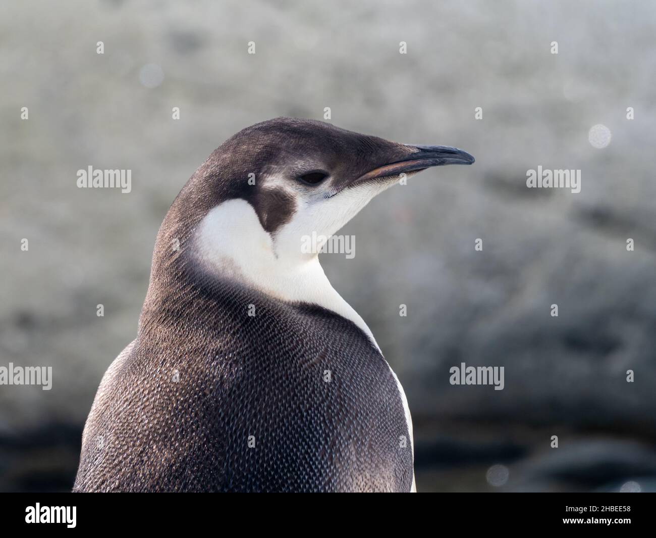 Pinguino giovane imperatore, aptenodytes forsteri, sulla penisola antartica Foto Stock