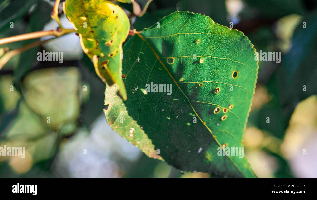 Afidi foglia danneggiata da parassiti e malattie. La colonia di Aphidoidea danneggia gli alberi nel giardino mangiando le foglie. Pericoloso peste di piante coltivate che mangiano succo vegetale. Foto Stock