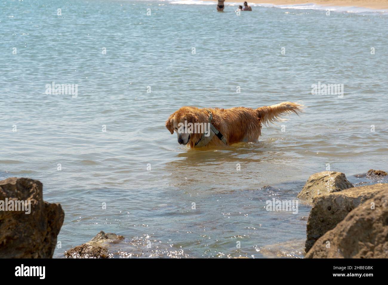 Cane al mare divertirsi in acqua vicino alle rocce Foto Stock